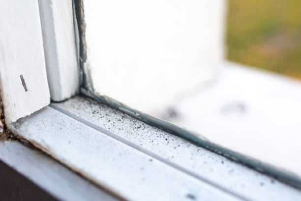 Best Black Mold Removal  in Bellair Meadowbrook Terrace, FL