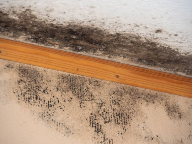 Trusted Bellair Meadowbrook Terrace, FL Mold Removal Experts