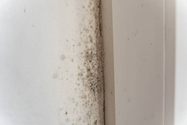 Best Residential Mold Inspection & Testing  in Bellair Meadowbrook Terrace, FL