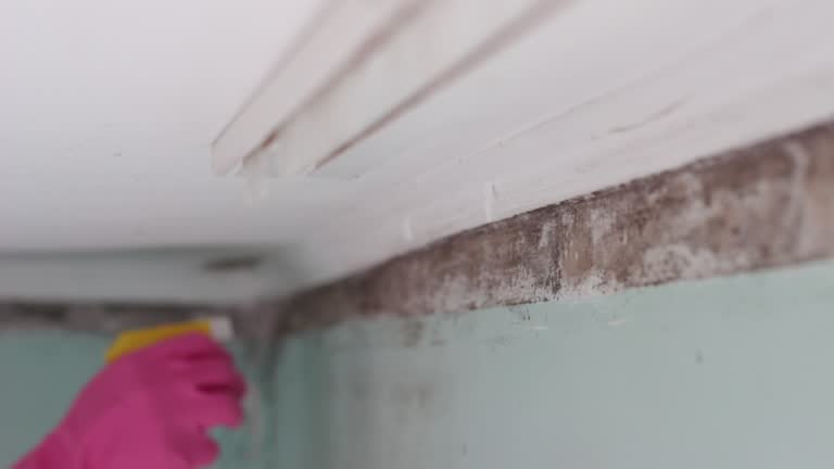 Best Mold Prevention Services  in Bellair Meadowbrook Terrace, FL